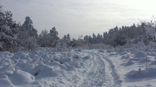 早晨的场景在森林与大量的雪4K航拍视频视频素材