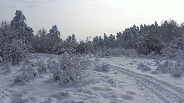 清晨下完雪后在树林里拍摄4K无人机拍摄的视频视频素材