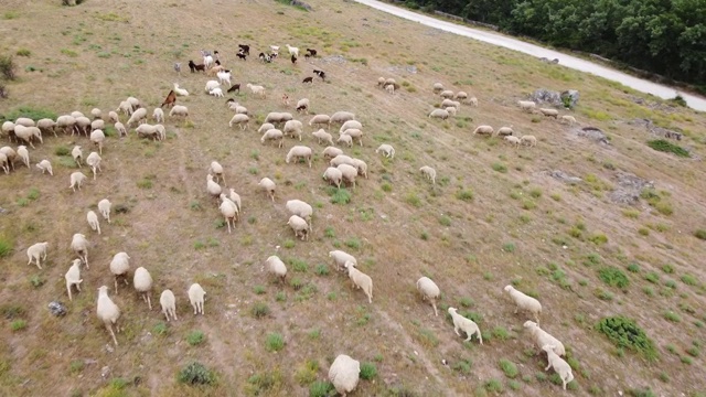 空中无人机，牧羊在山上觅食视频下载