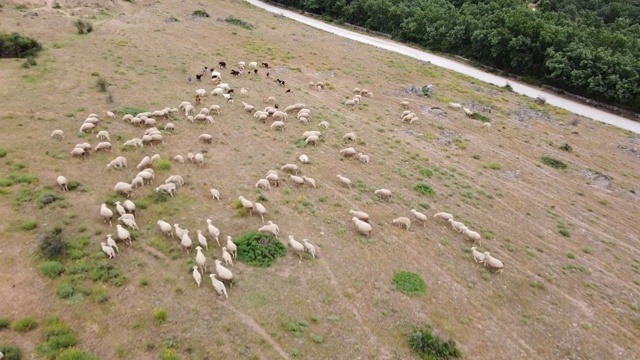 空中无人机，牧羊在山上觅食视频下载