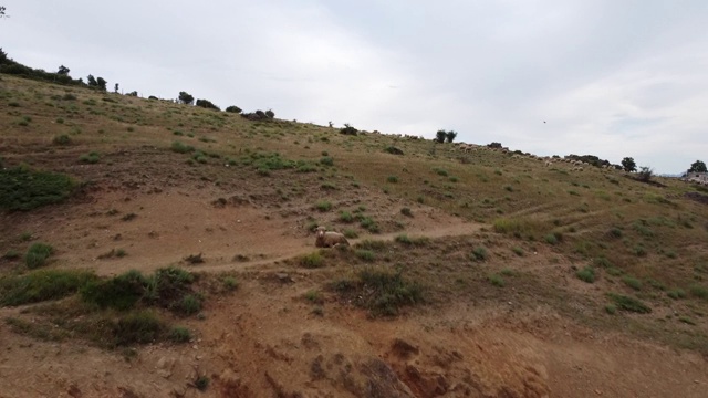 空中无人机，牧羊在山上觅食视频下载