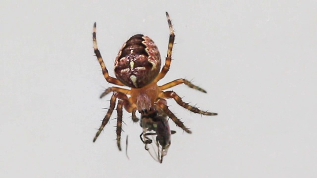 蜘蛛的微距镜头视频素材