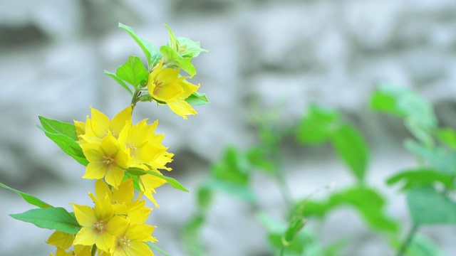 在花坛里视频素材