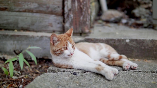 混合猫躺在地板上视频素材