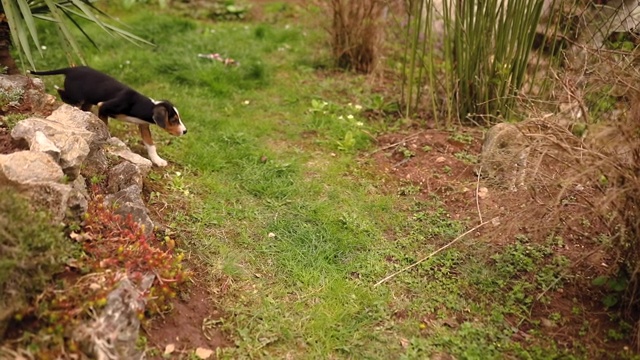 猎犬小狗嗅猫和探索新的动物朋友视频素材