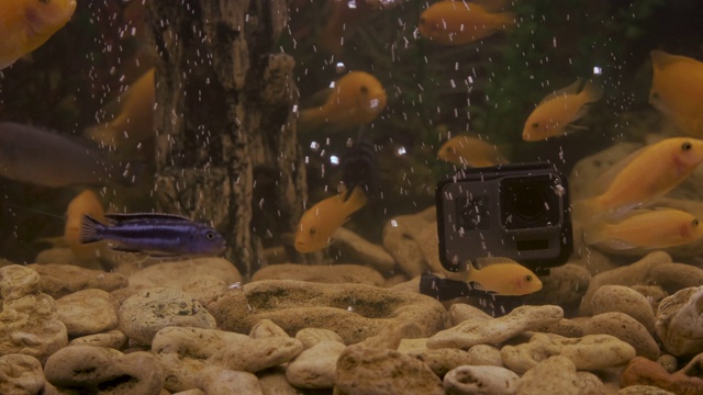 水族馆里有摄像头。视频素材