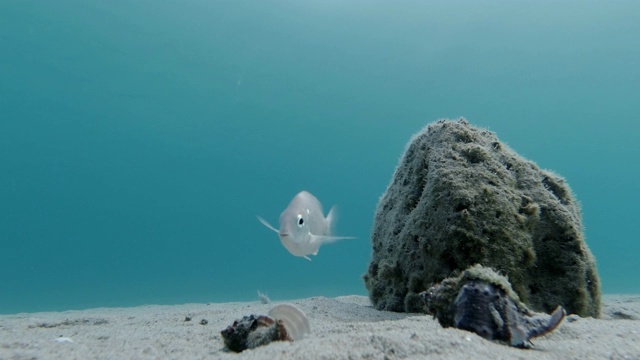 美丽的水下景观与岩石，鱼，海蜗牛和海贝壳-背景视频-度假，食物链视频素材