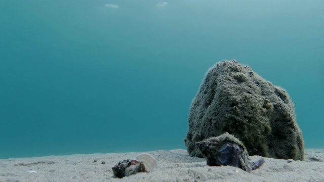 美丽的水下景观与岩石，鱼，海蜗牛和海贝壳-背景视频-度假，食物链视频素材