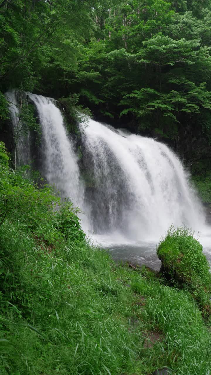 初夏风景瀑布与繁茂的树叶(垂直)视频素材