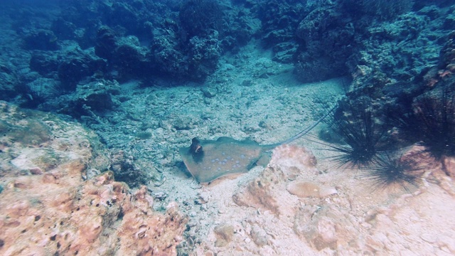 野生黄貂鱼在大洋洲海床上捕猎视频素材