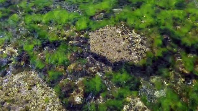 海边的岩石和海藻视频素材