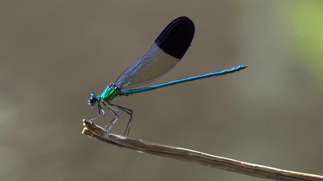 豆娘(Calopteryx syriaca)视频素材