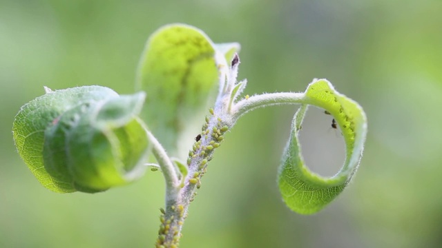 蚜虫聚集在苹果树上。昆虫蚜虫宏。园艺用生物农药视频素材