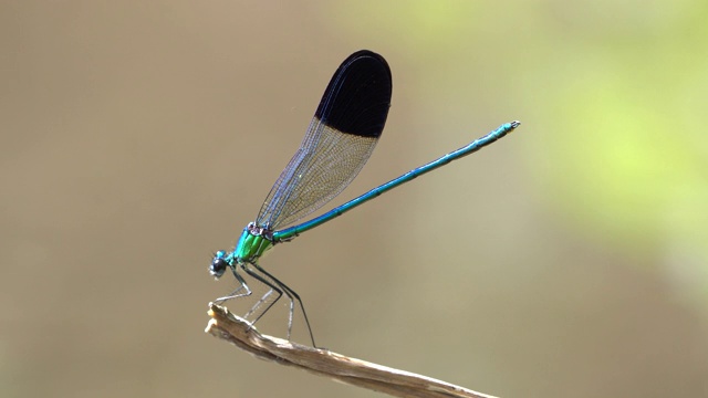 豆娘(Calopteryx syriaca)视频素材