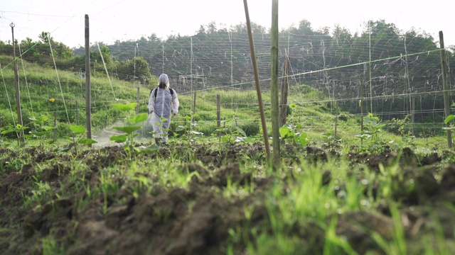 一位亚洲华人女农民穿着防护服在农场喷洒苦地植物进行消毒视频素材