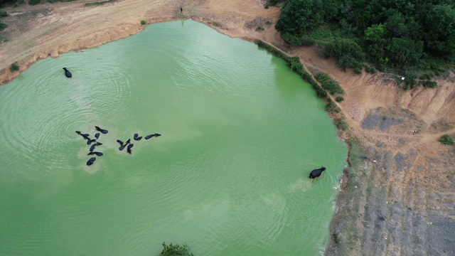 博赞尼湖位于贝科兹。水牛在小湖里漂浮视频素材