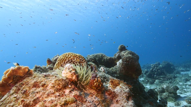 在加勒比海珊瑚礁的绿松石海水/库拉索岛与海葵，鱼，珊瑚和海绵视频素材