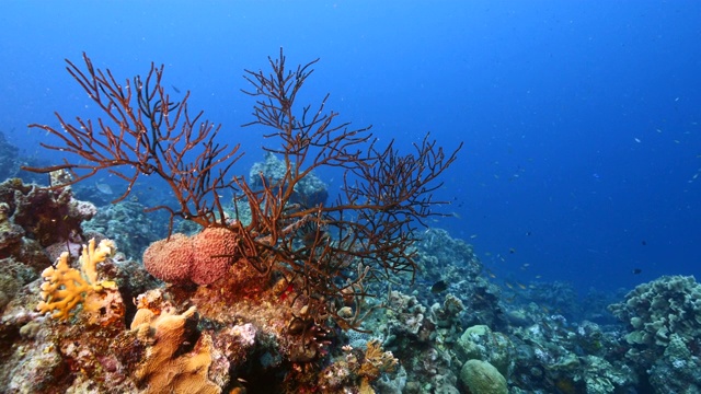 加勒比海碧绿的珊瑚礁海景/库拉索岛，有鱼，珊瑚和海绵视频素材