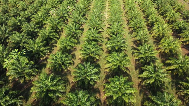 油棕种植园视频素材