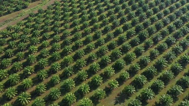 油棕种植园视频素材