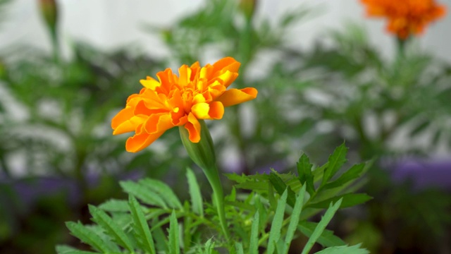 苗木季节性销售。花在花盆里发芽。视频素材