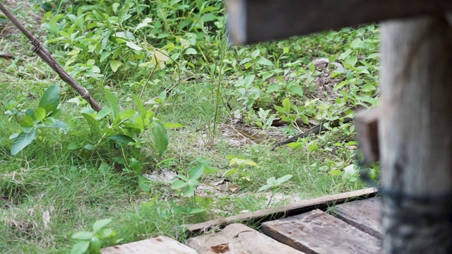 野生爬行动物在草地上行走的巨蜥视频素材