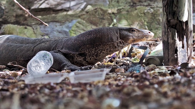 巨蜥(Varanus salvator)被塑料污染包围视频素材