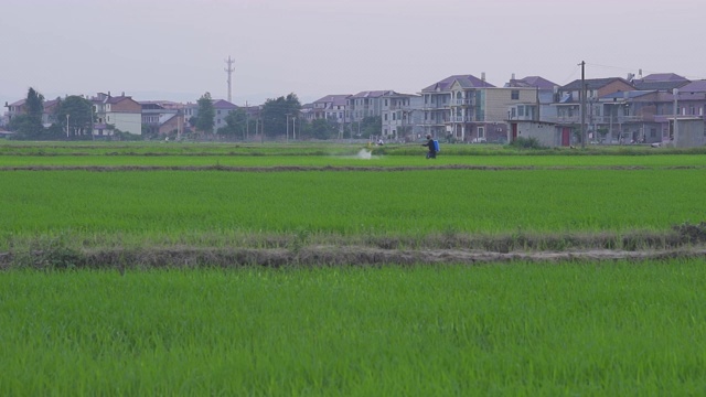 农民在田间喷洒农药视频素材