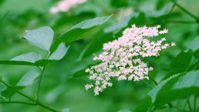 接骨木花在风中视频素材