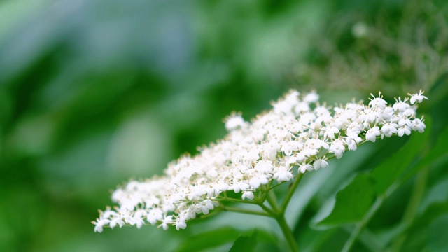 接骨木花在风中视频素材