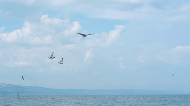 海面上的海鸥。视频素材