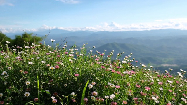 美丽的花在自然公园视频素材