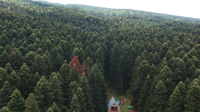 房子在福雷斯特鸟瞰图视频素材