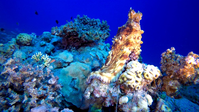 热带红海水下章鱼视频素材