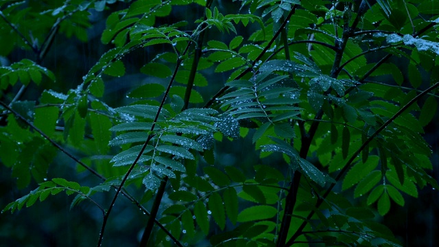 在深夜的雨中滴水的植物视频素材