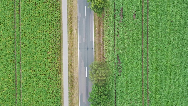 镜头垂直向下指向田野边上有树的乡村道路。视频素材