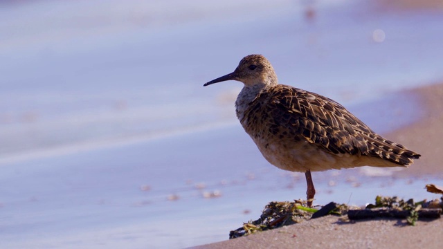 Bird - Ruff (Calidris pugnax)在一个阳光明媚的夏天早晨站在海边的沙滩上。视频素材