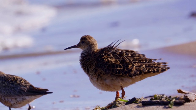 Bird - Ruff (Calidris pugnax)在一个阳光明媚的夏天早晨站在海边的沙滩上。视频素材