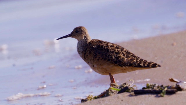 Bird - Ruff (Calidris pugnax)在一个阳光明媚的夏天早晨站在海边的沙滩上。视频素材