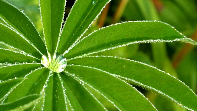 清晨的露珠上微微的叶子。视频素材