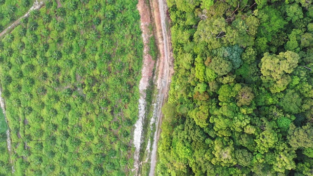 热带雨林边缘的棕榈油种植园视频素材