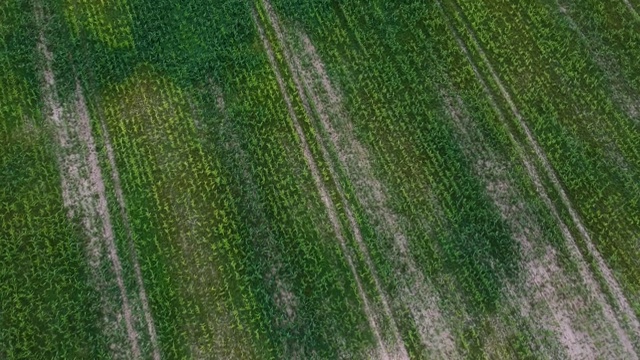 夏日里，一架四轴飞行器在玉米地上空飞行视频素材