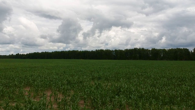 在一个阴天的夏天，驾驶着四轴飞行器飞过一片玉米地。云和森林在地平线上视频素材