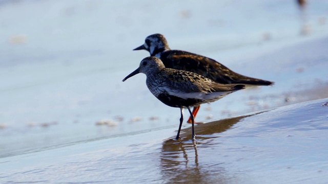 在一个阳光明媚的夏日早晨，小鸟Dunlin (Calidris alpina)沿着沙滩散步。视频素材