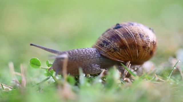 蜗牛在绿草上慢慢地爬视频素材