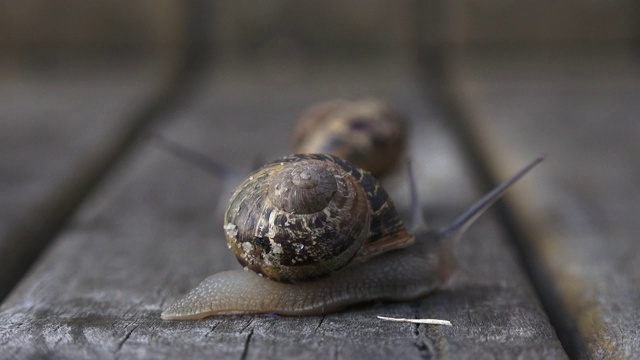 两只蜗牛在木板上爬行视频素材