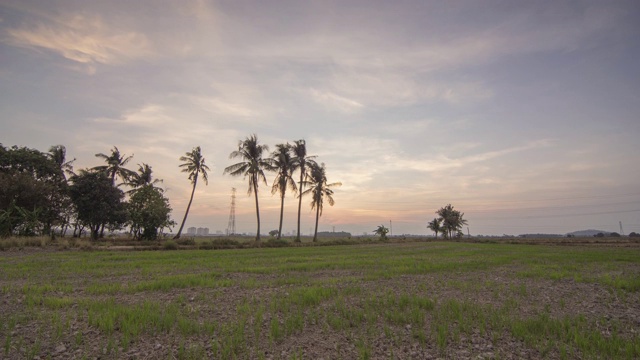 在旱地水稻农场的日落视频素材