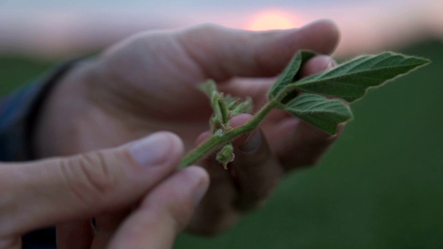 一个年轻的农民在大豆地里散步，检查作物。视频素材