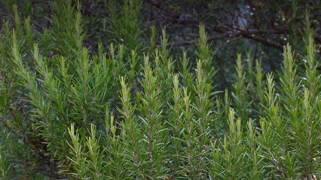 花园里的绿色迷迭香植物特写视频素材