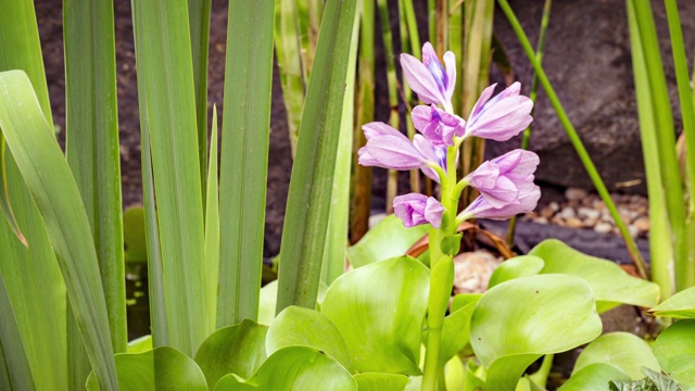 4K水葫芦时间流逝视频素材